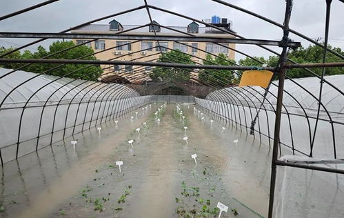 臺(tái)風(fēng)災(zāi)后蔬菜生產(chǎn)恢復(fù)技術(shù)指導(dǎo)與農(nóng)業(yè)科研支撐