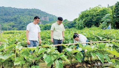 仲愷農(nóng)業(yè)工程學(xué)院科技特派員團(tuán)隊(duì)為肇慶農(nóng)業(yè)產(chǎn)業(yè)發(fā)展把脈開方