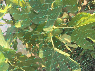 虎林窗臺(tái)遮陽網(wǎng)廠家 以腳踏實(shí)地精神推動(dòng)農(nóng)業(yè)技術(shù)研究