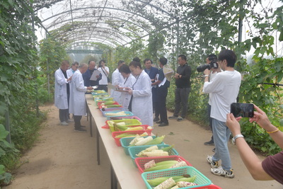 第十屆中國(武清)北方鮮食玉米大會圓滿落幕，科技創(chuàng)新引領(lǐng)鮮食玉米產(chǎn)業(yè)新篇章